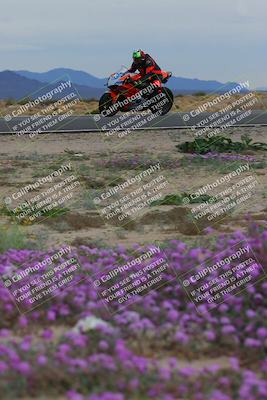 media/Jan-14-2023-SoCal Trackdays (Sat) [[497694156f]]/Turn 14 Exit Bloomig (145pm)/